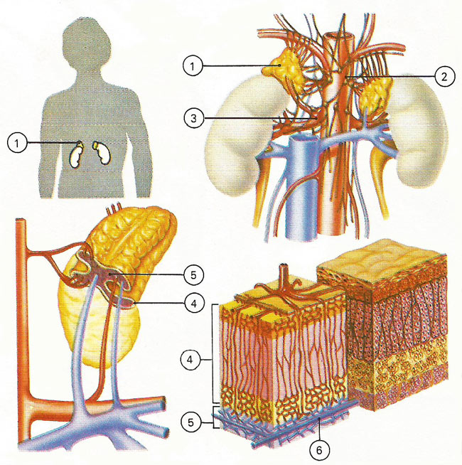 adrenal glands and their function