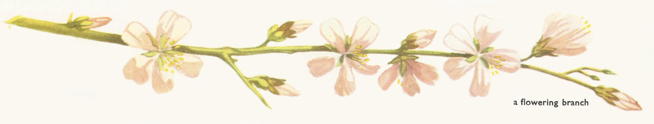 almond flowering branch