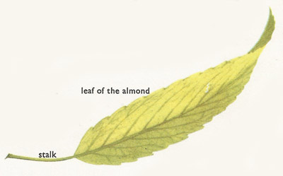 almond leaf