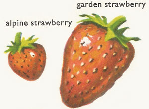 alpine and garden strawberry