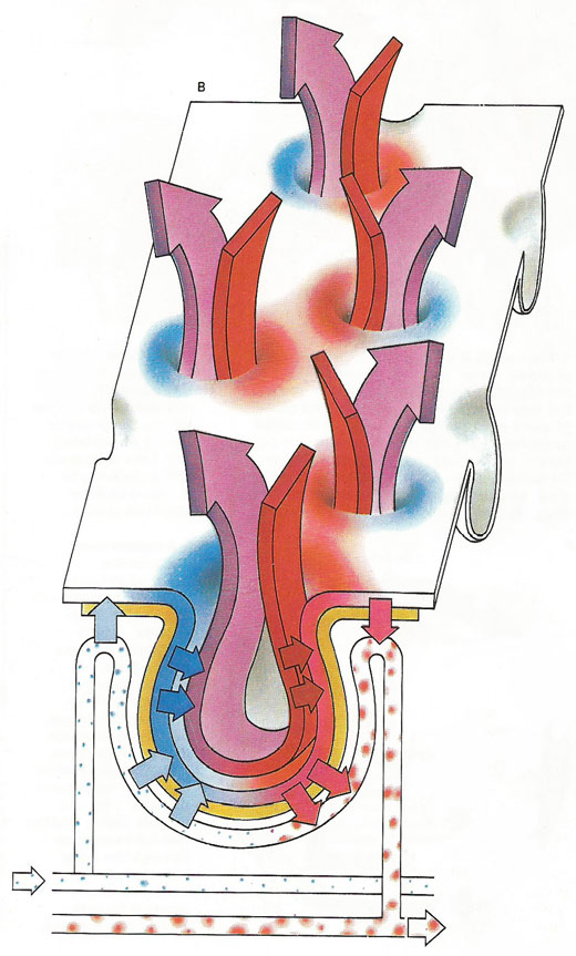 diagrammatic representation of the alveolar surface