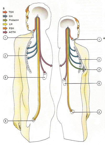 hormones of the anterior lobe of the pituitary gland