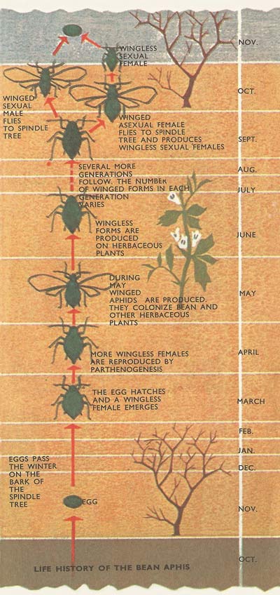 life history of an aphid