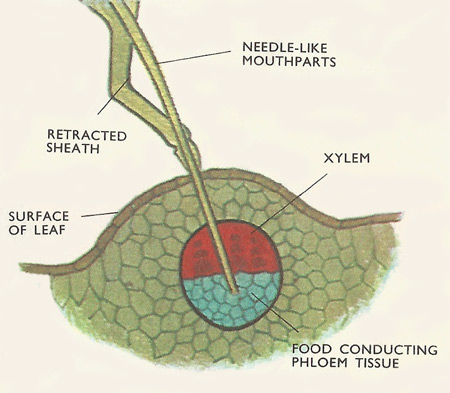 The stylets formed by the mandibles and maxillae plunge deep into plant stems and leaf mid-ribs. They locate the phloem – special tissue used for conducting plant food material.