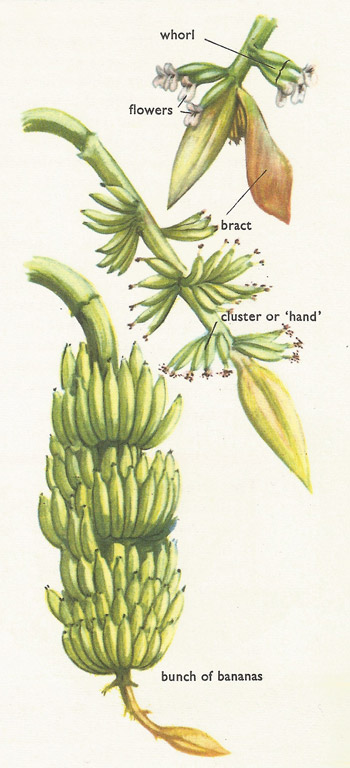 banana fruit and flowers