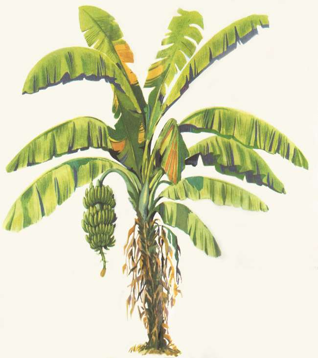 Banana plant