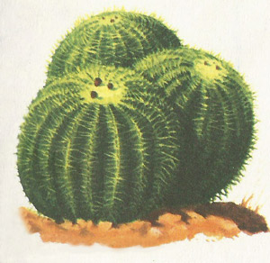 Barrel cactus