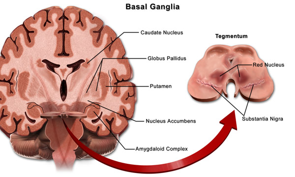 basal ganglia