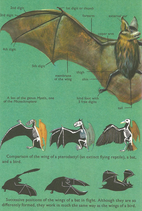 Bat external features