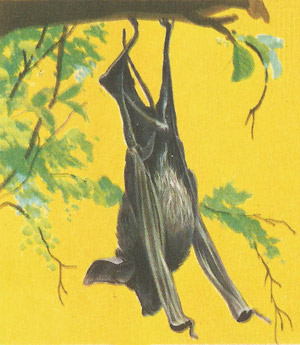 bat resting
