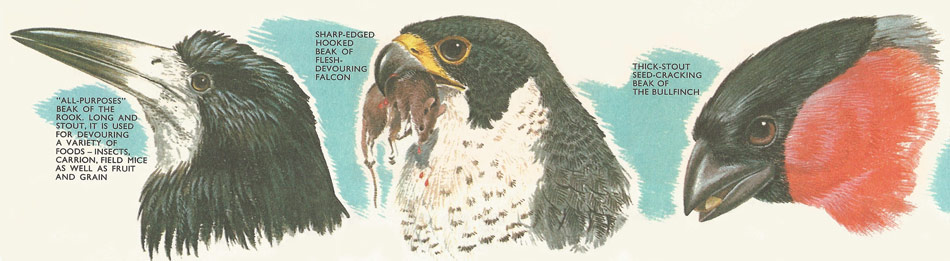 The beaks of birds are adapted to their purpose. The beaks of the rook, falcon, and bullfinch.