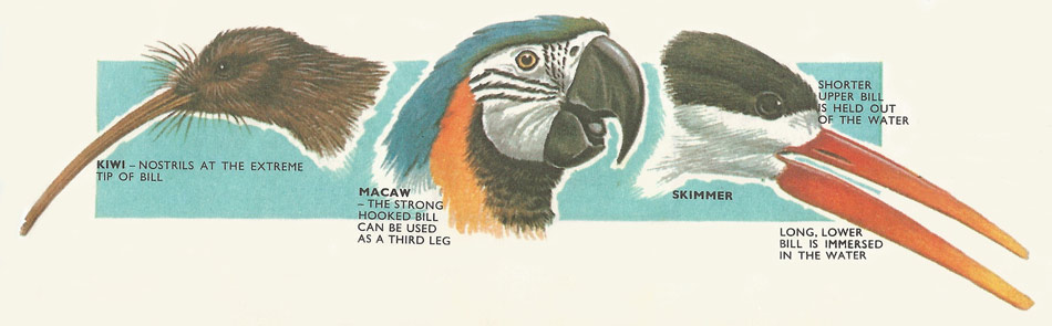 Beaks of kiwi, macaw, and skimmer.
