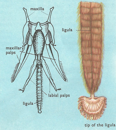 bee sucking apparatus