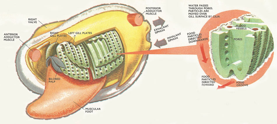 The left valve and mantle lobe of a bivalve mollusk has been removed leaving the gill plates and tge palps exposed. A section of the gill plate has been cut away, showing the structure of the gills more clearly. Insert: detailed section of the gills showing cilia, pores, and food grooves.