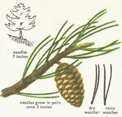 Black pine