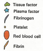 blood clotting key