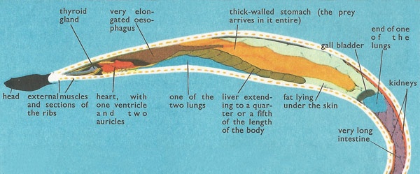 Internal organs of the boa