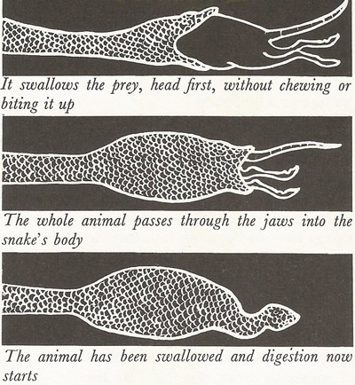 How a boa eats