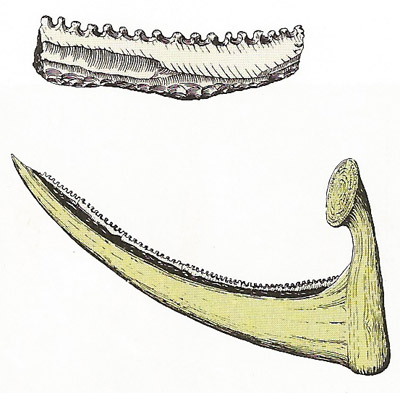 Bones, antlers and wood were used by early man as raw materials for tools and weapons.