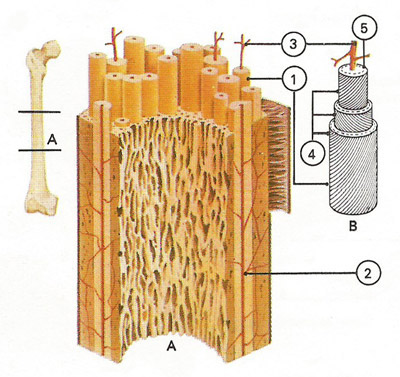 cross-section of a bone