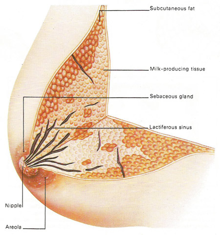 breast cross-section