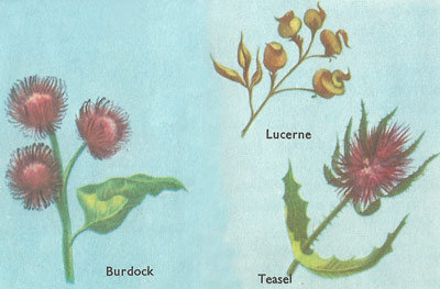 the fruit of burdock, lucerne, and teasel