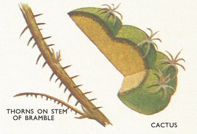 Cactus spines