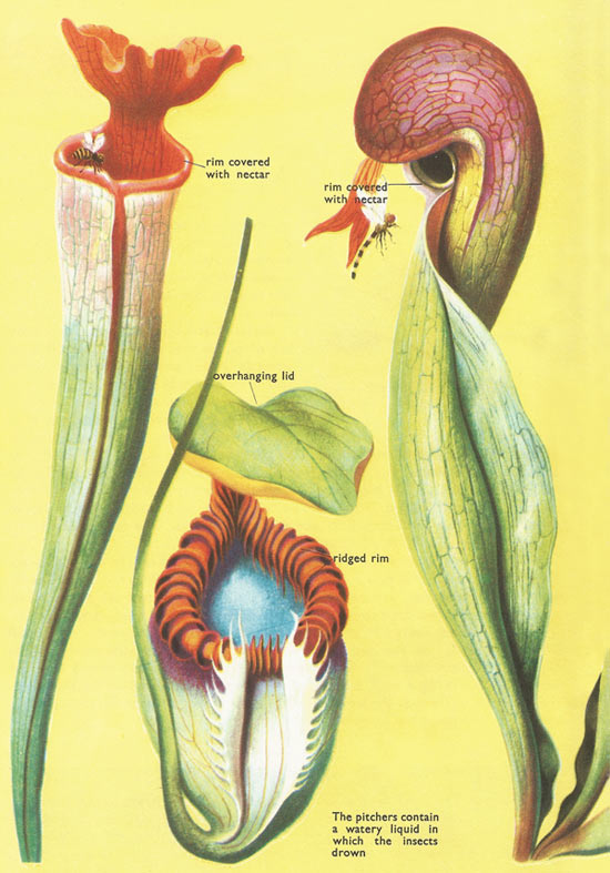 carnivorous plants