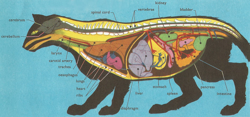 anatomy of the domestic cat