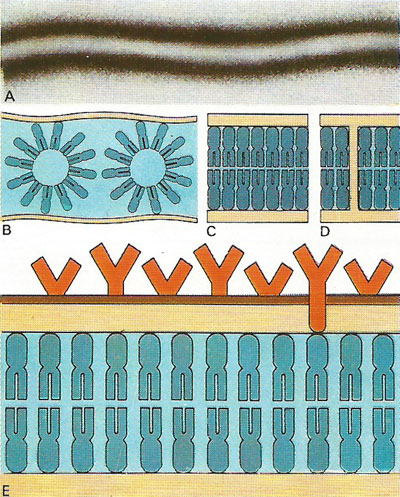 cell membrane magnified