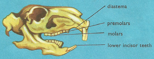 characteristic arrangement of teeth in rodents