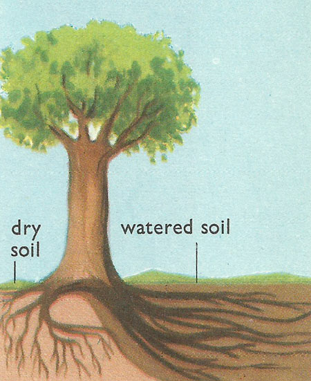 chemotropism