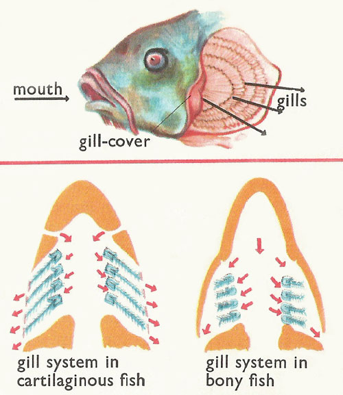 circulation of water through gills