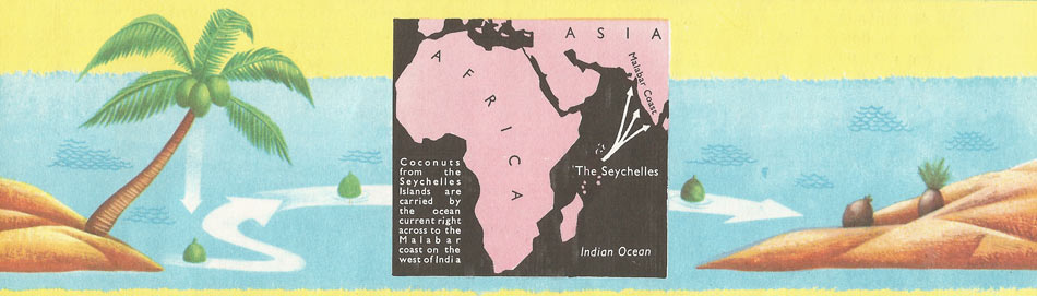 dispersal of coconuts by ocean currents