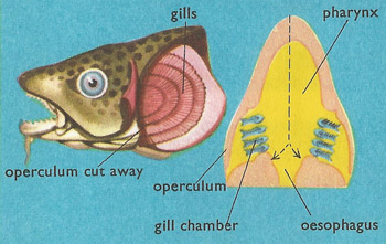 cod's gills and respiration
