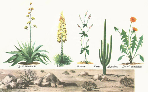 common desert plants