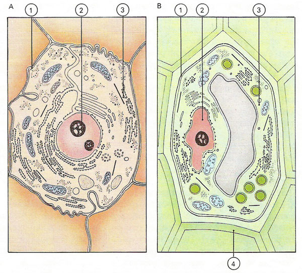 comparison of animal and plant cells