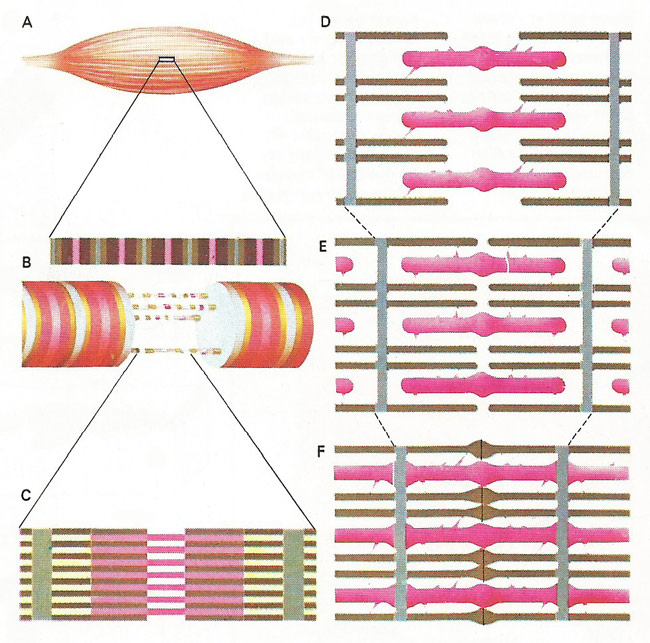 contraction of voluntary muscle