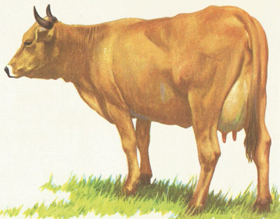 cow