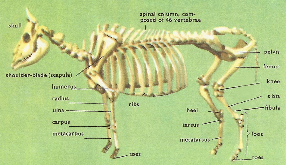 skeleton of a domestic cow