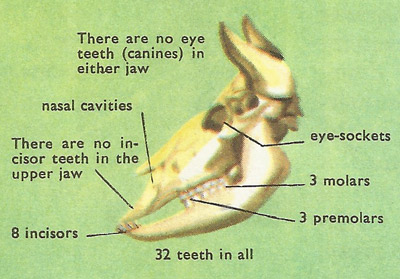 skull of domestic cow