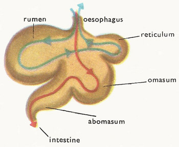 cow's stomach