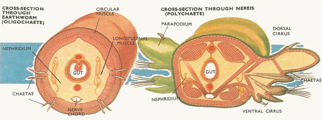 Cross-sections of earthworm, an oligochaete, and Nereis, a polychaete. Polychaetes are distinguished by their numerous chaetae and their side-feet or parapodia. Muscles activate the side-feet which can be used for locomotion. All sorts of variations occur in the shape and forms of chaete parapodia and cirri.