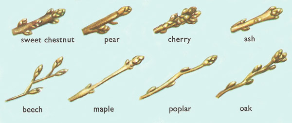 Different types of tree buds