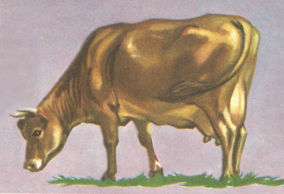 domestic cow