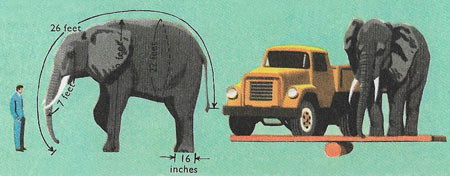 size of a large elephant