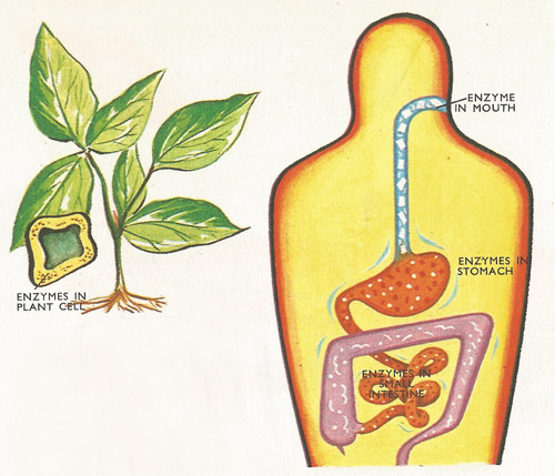 Hydrolysis is a crucial stage in the action of enzymes