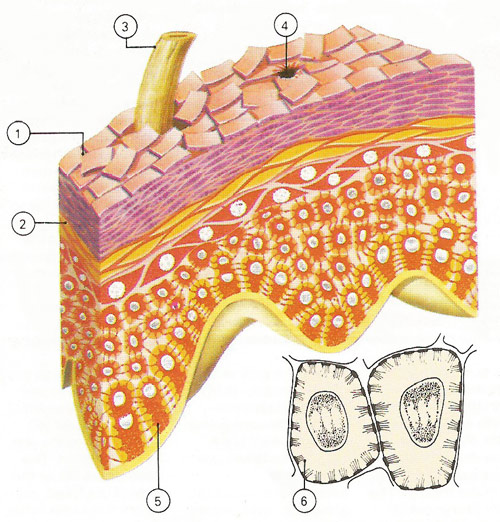 layers of the epidermis