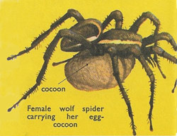 female wolf spider carrying her eggs