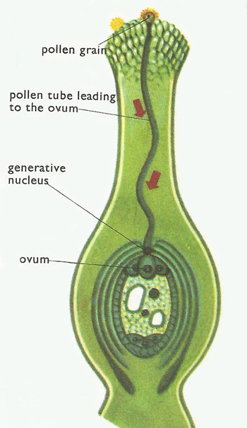fertilization of a flower